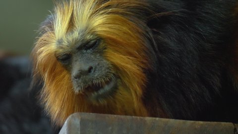 Close up of lion tamarin head opening his mouth.