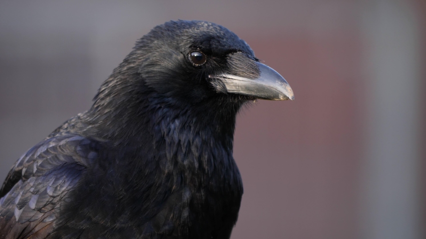 Close up of raven crow looking left and right and than flies away Royalty-Free Stock Footage #1041816763