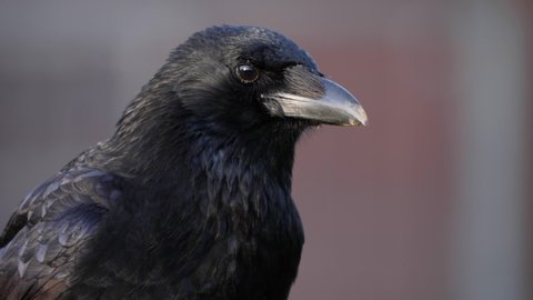 Close up of raven crow looking left and right and than flies away
