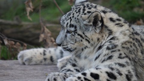 Close up of snow leopard, laying there and resting.