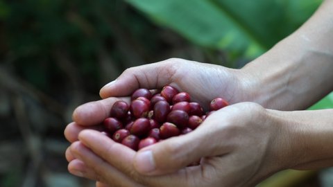 Coffee Farmers Picking Coffee Beans Cherries