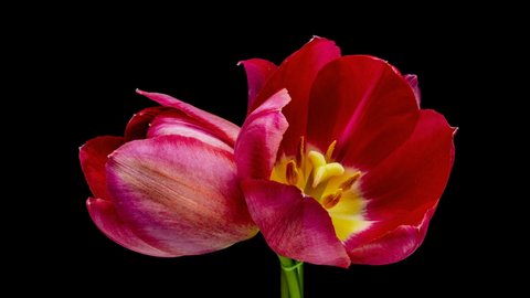 Timelapse of red tulip flowers blooming on black background.4K