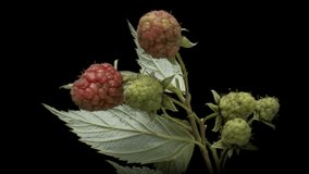 Macro timelapse video of ripening raspberries.
