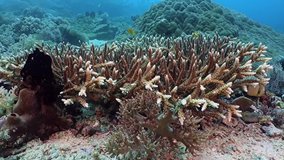 Coral similar to a deer horn grows on the seabed. Fishes swim in and around it. Philippines. Sabang.