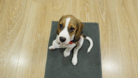 Amusing young dog sitting on floor, twitch and look up to camera. Quick portrait of little shy beagle puppy, view down from human height perspective