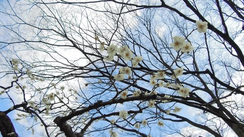nature, botany, gardening and flora concept - close up of beautiful sakura tree branches with flowers at hamarikyu gardens public park in tokyo, japan