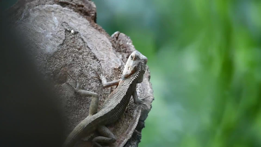 The lizard is brown on tree