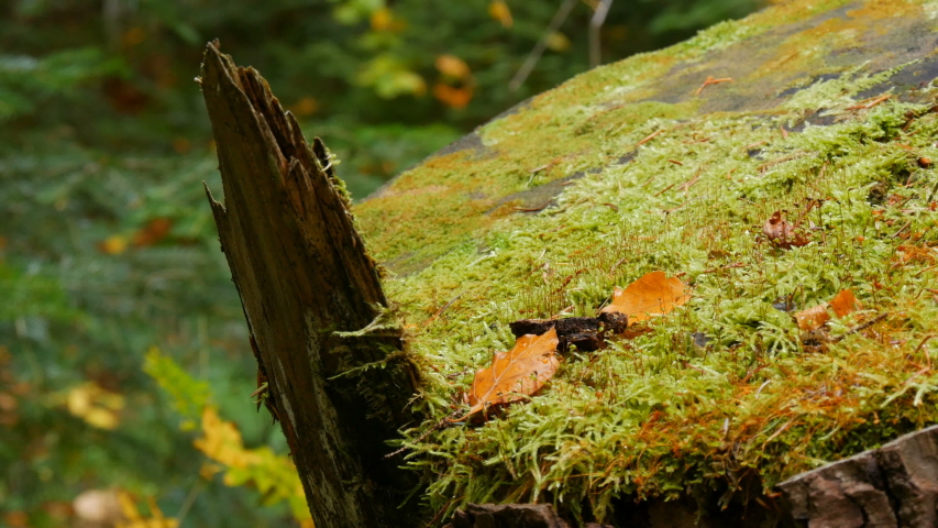 Big old stump covered with green moss in the forest. Sawn tree
