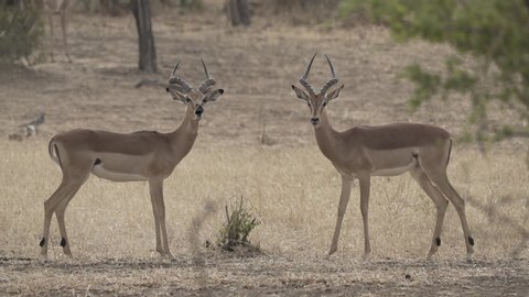 Fighting impala males in africa