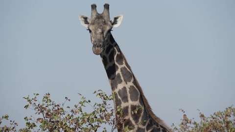 African giraffe looking at the camera