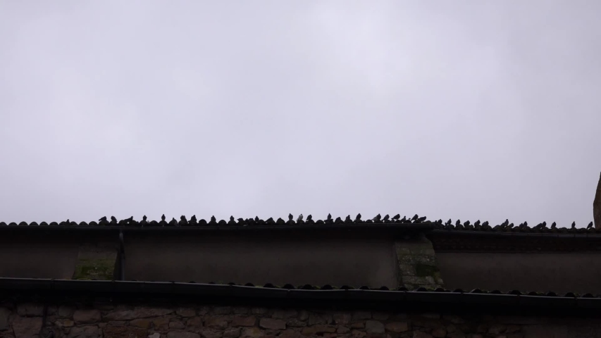 A flock of pigeons quietly sits on the edge of the roof and suddenly all take off together, disappear into the sky and then return to the roof together. France. Royalty-Free Stock Footage #1041844867