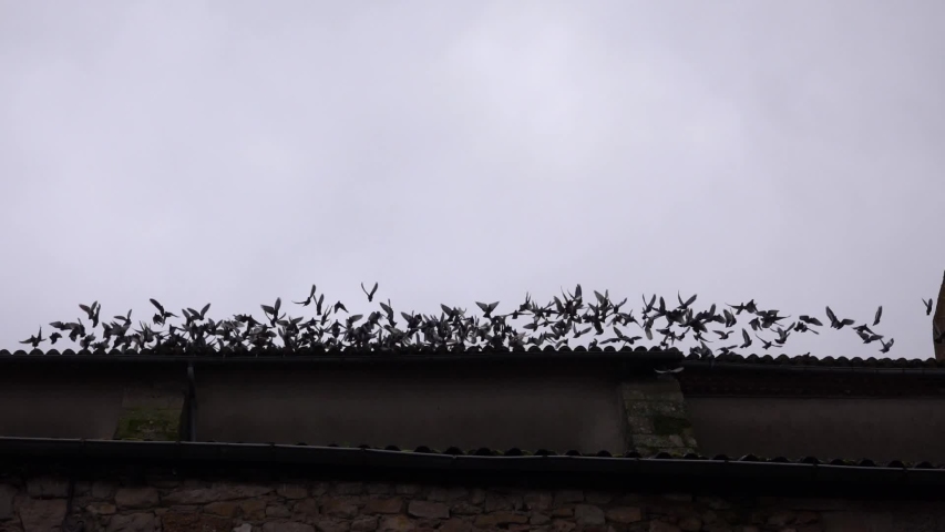 A flock of pigeons quietly sits on the edge of the roof and suddenly all take off together, disappear into the sky and then return to the roof together. France. | Shutterstock HD Video #1041844867