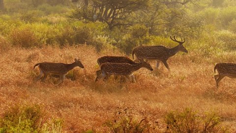 Chital or chital also known as spotted deer, chital deer and axis deer is a species of deer that is native in the Indian subcontinent.Ranthambore National Park Sawai Madhopur Rajasthan India.
