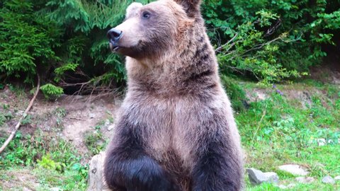 The bear folds its legs and looks at the camera.
