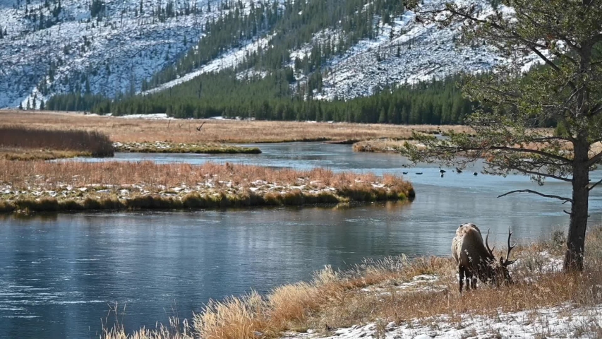 Deer in Yellowstone Park in autumn