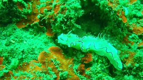 Video of a sea slug moving on a coral reef