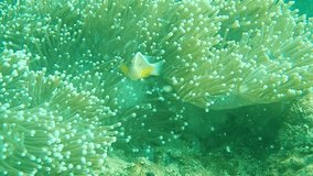 Video of a sea slug moving on a coral reef