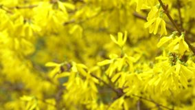 Beautiful golden bright yellow foliage of blooming spring forsythia shrub growing outdoors. Real time 4k video footage.
