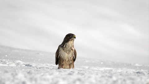 Common eagle walking through the snow