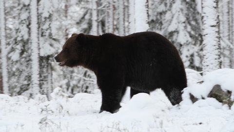 Brown Bear in the snow in winter forest. Scientific name: Ursus arctos.