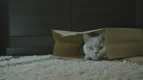 Cat sitting in paper bag. Zero waste. Big fluffy cat look funny. Cat after shopping look happy. Cute cat playing in paper bag.