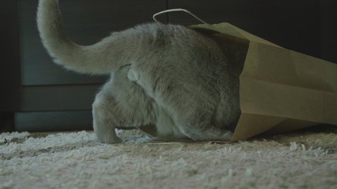 Cat sitting in paper bag. Zero waste. Big fluffy cat look funny. Cat after shopping look happy. Cute cat playing in paper bag.