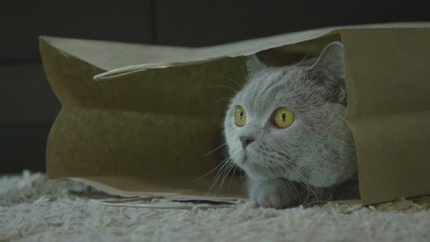 Funny cat looks out of curiosity from a craft paper bag. Funny pets playing at home. Zero waste. Big fluffy cat look funny. Cat after shopping look happy. Cute cat playing in paper bag.
