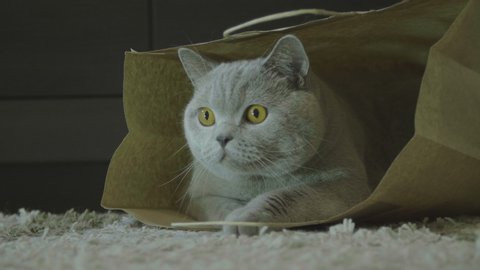 Funny cat looks out of curiosity from a craft paper bag. Funny pets playing at home. Zero waste. Big fluffy cat look funny. Cat after shopping look happy. Cute cat playing in paper bag.