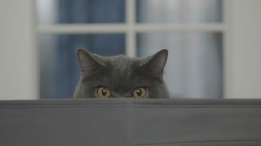 Funny cat looks out of curiosity from grey box. Funny pets playing at home. Cat sitting in box.
 Royalty-Free Stock Footage #1041862417