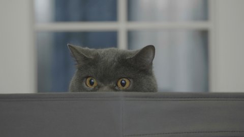 Funny cat looks out of curiosity from grey box. Funny pets playing at home. Cat sitting in box.
