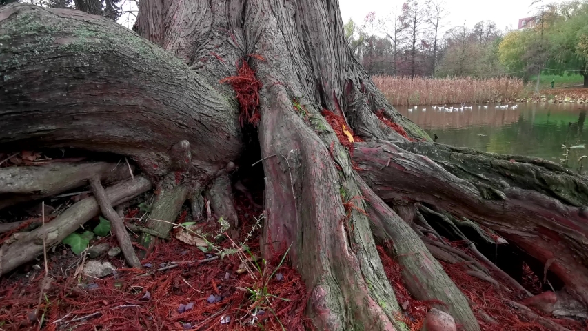 Dolly shot passing large tree roots, reveal lake side into park, leaf and roots, cinematic move