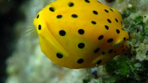 Juvenile yellow boxfish (Ostracion cubicus) hides under a coral shade while it searches for algae as its main food source.