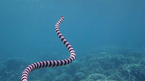 Banded sea krait (Laticauda colubrina) swimming in the coral reef to hunt for its food, slow motion.