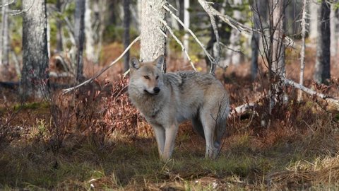 Eurasian wolf, also known as the gray  or grey wolf also known as Timber wolf.  Autumn forest. Scientific name: Canis lupus lupus. Natural habitat.