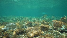 Underwater seascape, seabreams fish and shallow rocky seabed in the Mediterranean sea, static scene, Pyrenees-Orientales, Occitanie, France