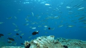 Shoal of fish underwater (mostly saddled seabream) in the Mediterranean sea, static scene, Cap de Creus, Costa Brava, Catalonia, Spain