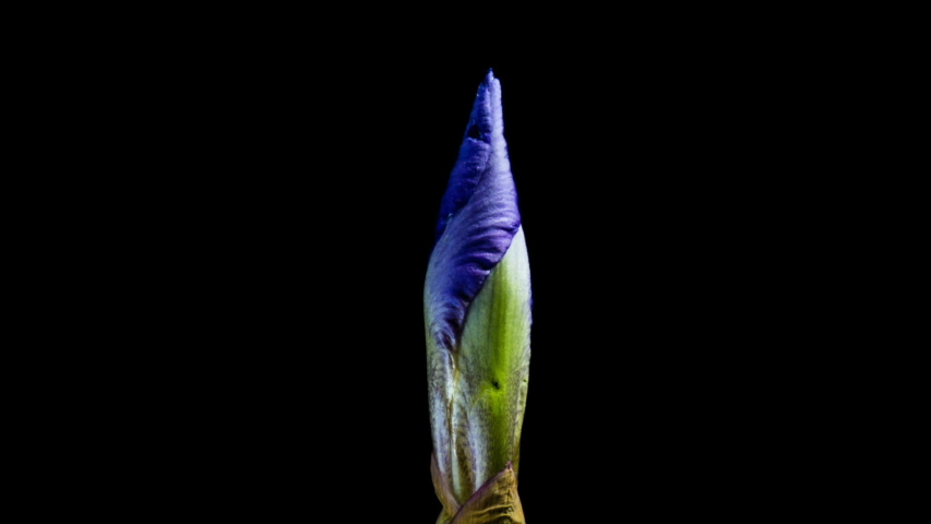 Time-lapse of growing blue iris flower. macro, easter, spring, valentine's day, holidays concept | Shutterstock HD Video #1041875509