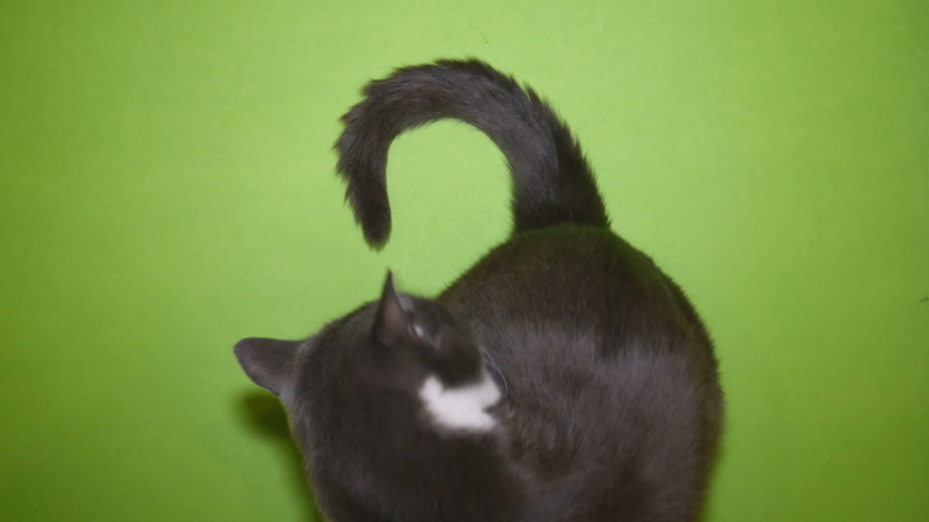 Сat sits on a green background to the top of the tail and neck.
