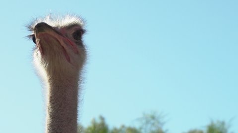 African ostrich. Ostrich head close-up. Ostrich in the open spaces of Africa. A bird in the wild.