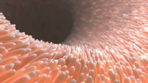 Realistic villi inside the intestines under the microscope. Intestine lining. Microscopic villi and capillary. 3d with diseased intestine for concept design. Gastrointestinal system disease. 4k
