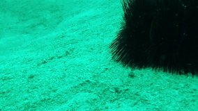 Video of sea urchins moving in the sand