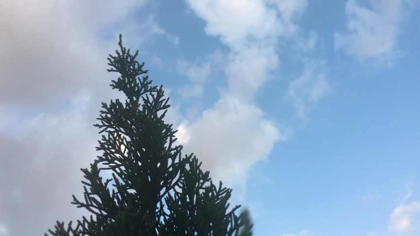 white cloud, blue sky and green plant. windy 
