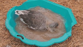 Duck is cleaning in water in a blue plastic pool. Slow motion video of a grey duck cleaning and having fun in a pond or a pool