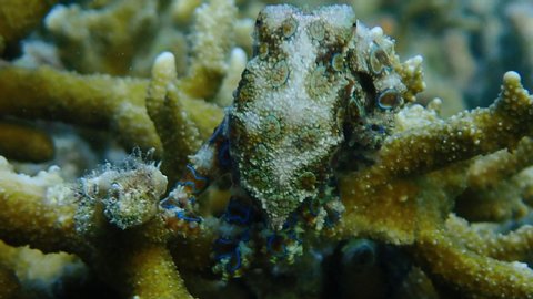 Greater blue-ring octopus (Hapalochlaena lunulata) slowly crawls between corals while displaying its blue ring as a warning sign