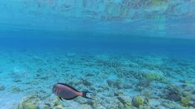 Underwater world of Red sea in Egypt as seen by scuba diver. 