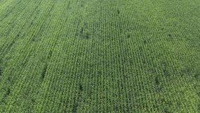 Above the maize field rows by early summer 4K aerial video