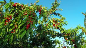 Red Cherry Fruit at Tree Branch 