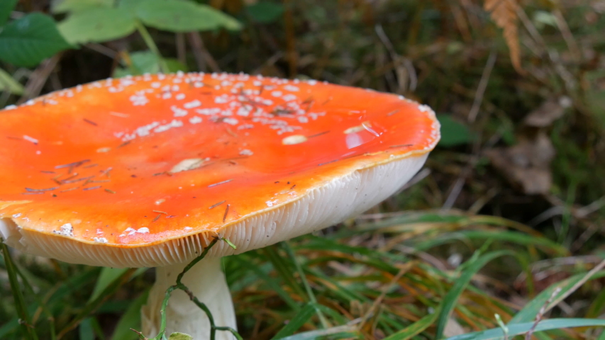 Fly Agaric Poisonous mushroom image - Free stock photo - Public Domain ...