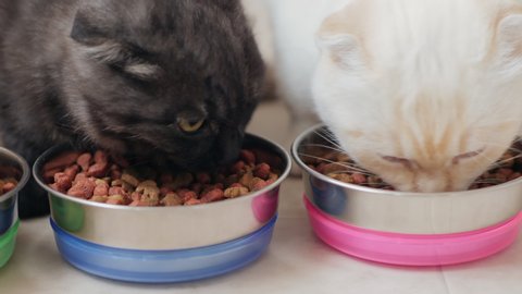 Close-up of three cats, dark gray, white and ginger, eating dry pet food from metal bowls on the kitchen floor. Cats of breed Scottish fold