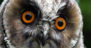 Long Eared Owl, asio otus, Portrait of Adult, Normandy in France, Slow motion 4K